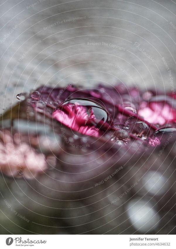 Regentropfen auf einem Blatt Tropfen Wassertropfen Natur Makroaufnahme Wetter Nahaufnahme Außenaufnahme Farbfoto