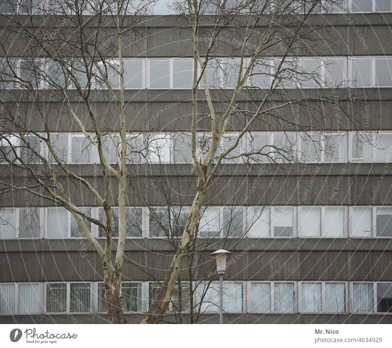 Haus - Baum - Laterne Architektur Stadt Hochhaus Gebäude Fenster Fassade Plattenbau Bürogebäude grau trist mehrstöckig Betonklotz urban Hochhausfassade