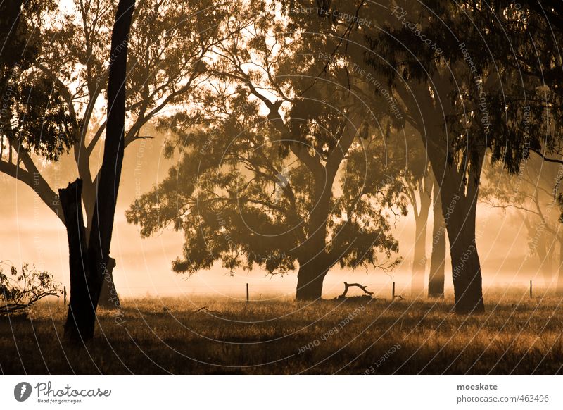 Guten Morgen Australien Natur Pflanze Sonnenaufgang Sonnenuntergang Nebel Baum ruhig Farbfoto Gedeckte Farben Außenaufnahme Menschenleer Morgendämmerung Licht