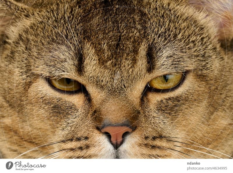 Porträt einer erwachsenen schottischen grauen Katze mit geraden Ohren Kopf Erwachsener Tier züchten chinchilla niedlich heimisch Auge Gesicht katzenhaft lustig