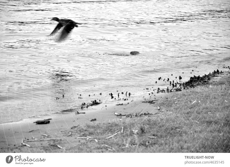 Unbekanntes Flugobjekt auf der Flucht vor dem Fotografierer Blässhuhn fliegen Fluss Havel Ufer Strand Natur Abflug Dynamik Geschwindigkeit Flugbild Ente Ralle