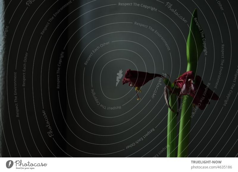 Krieg und Frieden Symbol: Sterbende Amaryllis Blüte in der Dämmerung verwelkt low key Blume Pflanze Low Key Blatt dunkel Dunkelheit sterben Tod Trauer
