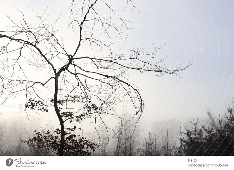 bizarr - junger kahler Baum mit bizarren Ästen im Nebel vor einer Tannenschonung Buche Nebelmorgen Winter nebelig Menschenleer kalt Landschaft Außenaufnahme