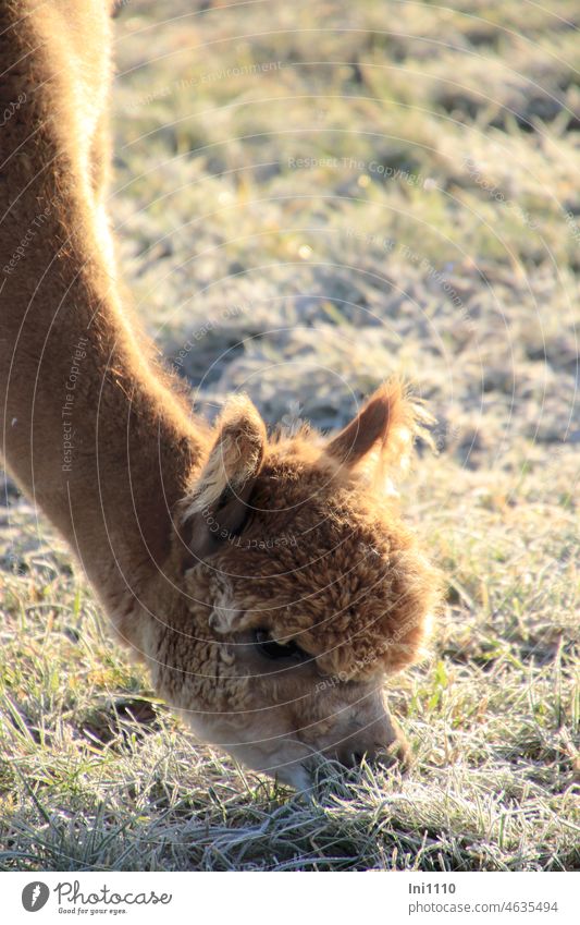 Alpaka im Sonnenschein grast auf Wiese mit Raureif Winter Wintermorgen Wintertraum schönes Wetter Sonnenschein Frost Gras Tier Teilansicht Pflanzenfresser