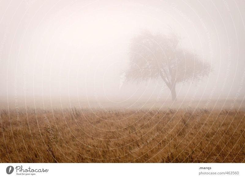 Oktober Ausflug Umwelt Natur Landschaft Himmel Herbst Wetter Nebel Baum Feld kalt schön Leben Wandel & Veränderung Romantik schemenhaft Farbfoto Außenaufnahme