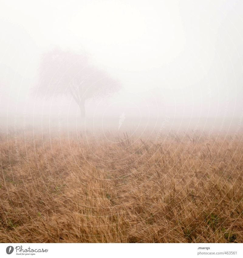 Unklar Umwelt Natur Landschaft Horizont Herbst Klima Nebel Baum Feld ästhetisch frisch kalt Gefühle schemenhaft hell Farbfoto Außenaufnahme Menschenleer