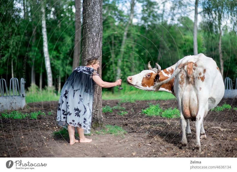 Landschaft mit Frau und Kuh Tier Bauernhof Landwirt Kleid füttern Futter barfuß Weide lustig Menschen Moment Rind Viehzucht ordentlich weiß braun Sommer Tag