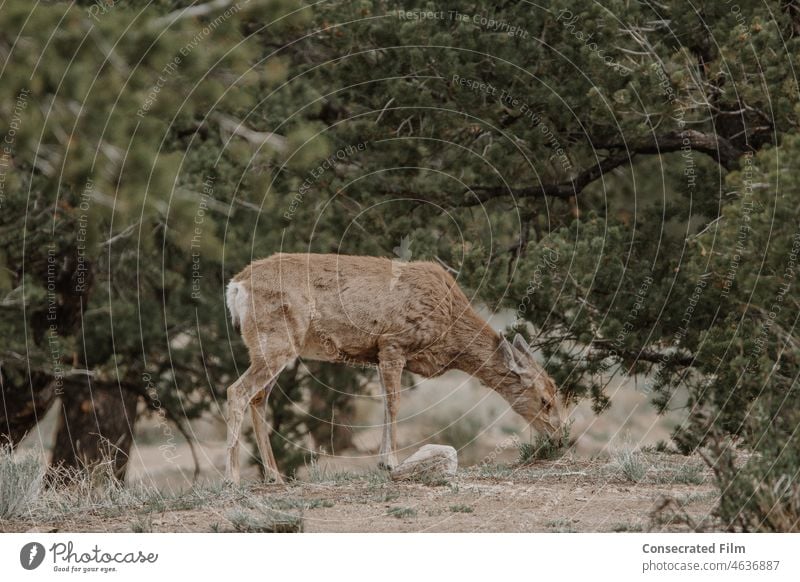 Weibliche Rehe, die durch den Wald laufen und Gras fressen Hirsche Hirschkuh wild Tierwelt Wildtierfotograf Wildtierfotografie reisen Adevnture Berge Wälder
