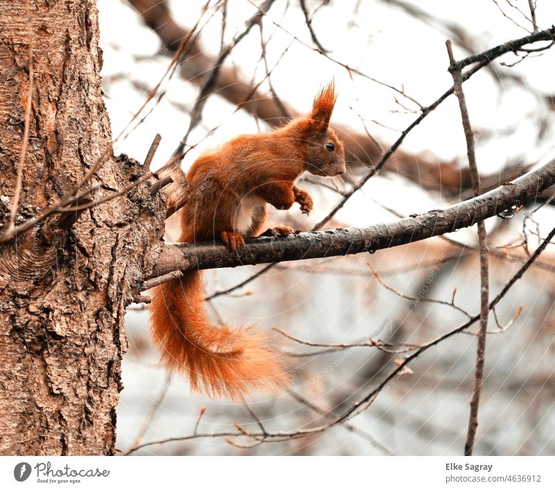 Das Eichhörnchen - es ist der freche Herr der Bäume - schaut von oben herab squirrel Tierporträt Außenaufnahme Nagetiere Farbfoto niedlich Wildtier Menschenleer