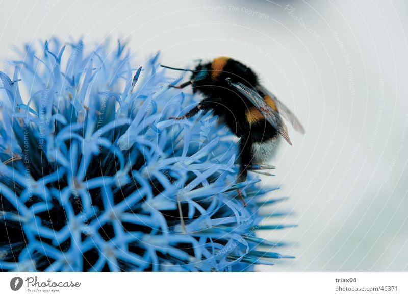 Hummel hungrig Blume Nahaufnahme Natur blaudistel Makroaufnahme