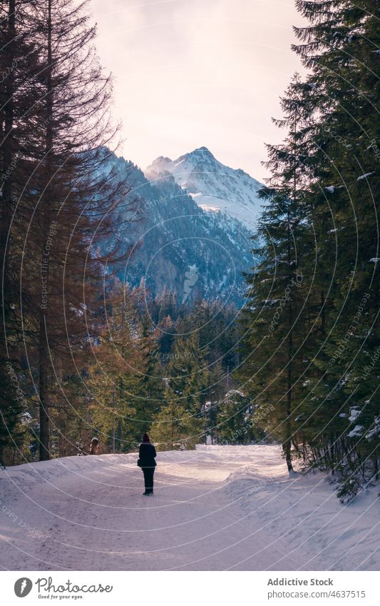 Unbekannte Person auf verschneiter Straße vor Bergen Reisender Berge u. Gebirge Tatra Schnee Winter Weg Natur Baum Ausflug Raureif Kamm gefroren Felsen Frost