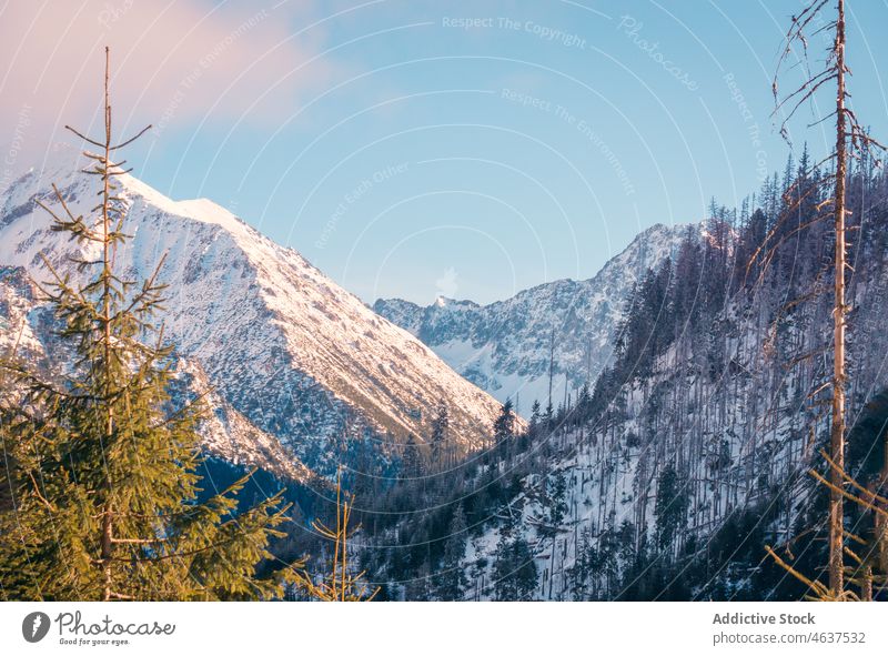 Wald in der Nähe verschneiter Berge in Polen Berge u. Gebirge Tatra Schnee Winter Natur Felsen nadelhaltig Baum Kamm gefroren Frost Ambitus Berghang Krakow
