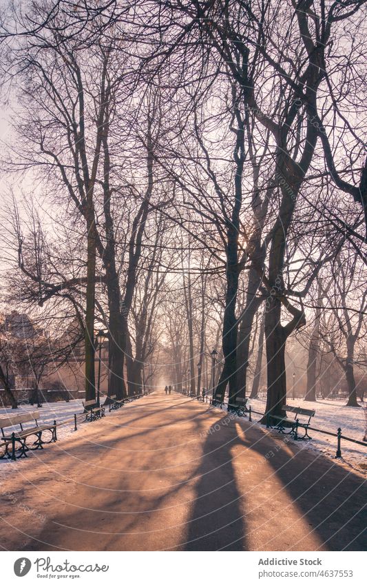 Allee im verschneiten Park an einem Wintertag Gasse Weg Baum Bank Schnee kalt laublos leer Umwelt wachsen Laufsteg Frost Pflanze gerade Winterzeit Licht Raureif