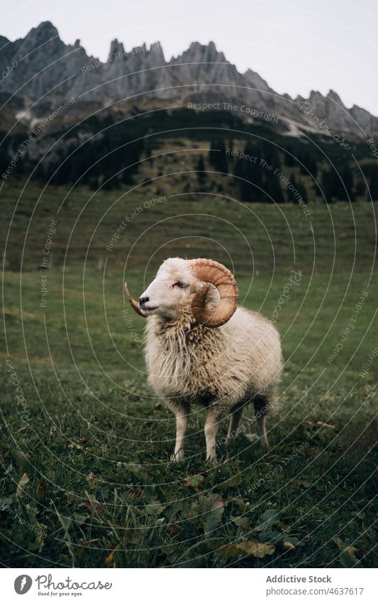Schafe auf grüner Wiese in der Nähe der Berge Natur Berge u. Gebirge Feld Weide weiden Tier Österreich Landschaft Tal wild bedeckt Hupe grasbewachsen Grasland