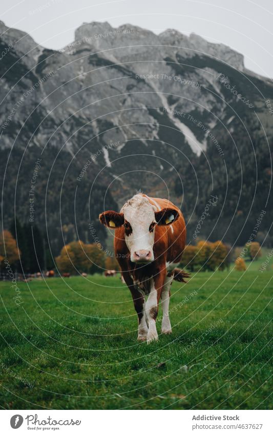 Weidende Kuh auf grüner Wiese in der Nähe eines Berges Natur Berge u. Gebirge Feld Tier weiden Berghang Österreich Viehbestand Landschaft Felsen grasbewachsen