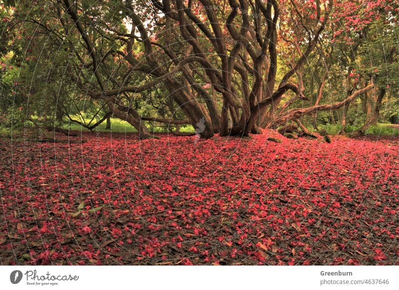 Rhododendron, Englischer Seenbezirk, Cumbria. Rhododendren Pflanze Natur Außenaufnahme Farbfoto Blüte Blühend Frühling Blume Garten Sommer Menschenleer grün