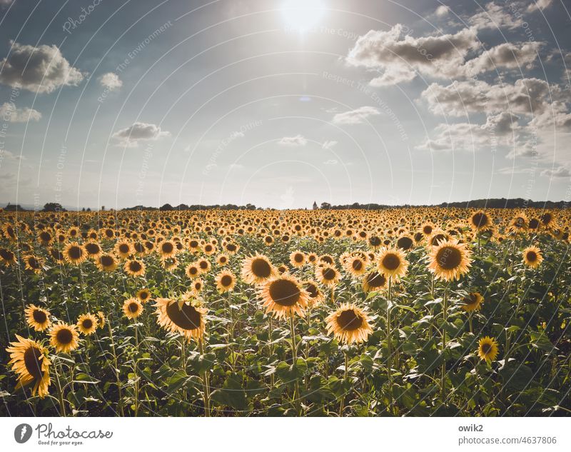 Flutlichtanlage Sonnenschein leuchten Außenaufnahme draußen strahlen Nahaufnahme Himmel Blüte Blume Pflanze Farbfoto Menschenleer Sonnenblume Schönes Wetter