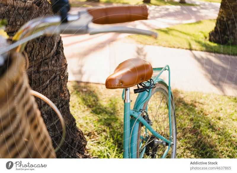 Fahrrad in der Nähe einer Palme im Park abgestellt geparkt Handfläche Rasen Baum sonnig tagsüber Sommer retro Verkehr Fahrzeug altehrwürdig Sonnenlicht tropisch