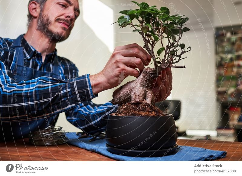 Gärtner bindet Bonsai-Zweig mit Draht Mann Baum Garten Fokus Ast Gewächshaus Flora männlich natürlich Wachstum Pflege Form Formular Botanik Pflanze betreuen
