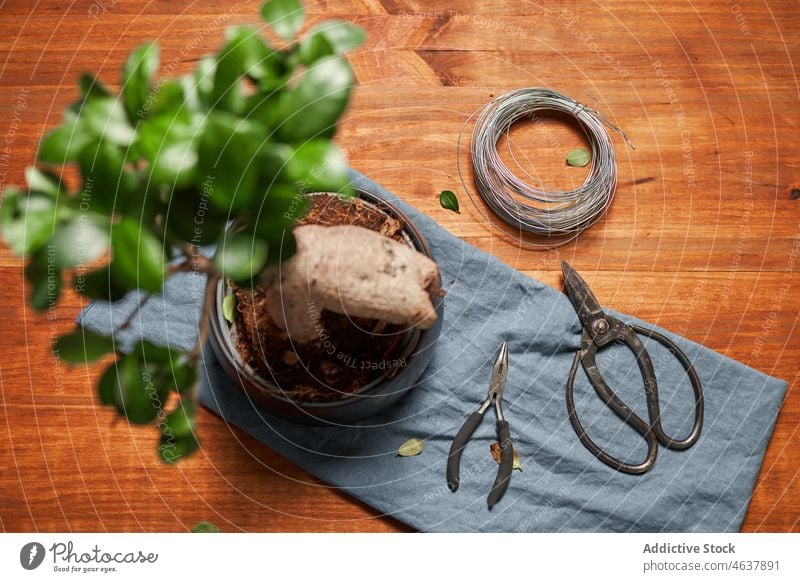 Grüner getöpferter Bonsaibaum auf dem Tisch Baum Werkzeug Pflanze Pflege Schere Zange Draht Gartenbau kultivieren eingetopft Kulisse klein Metall Botanik grün