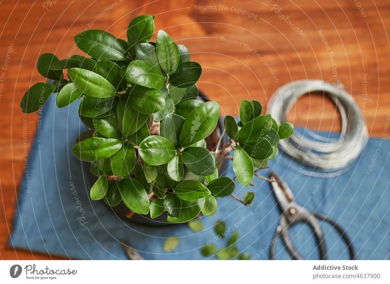 Grüner getöpferter Bonsaibaum auf dem Tisch Baum Werkzeug Pflanze Pflege Schere Zange Draht Gartenbau kultivieren eingetopft Kulisse klein Metall Botanik grün