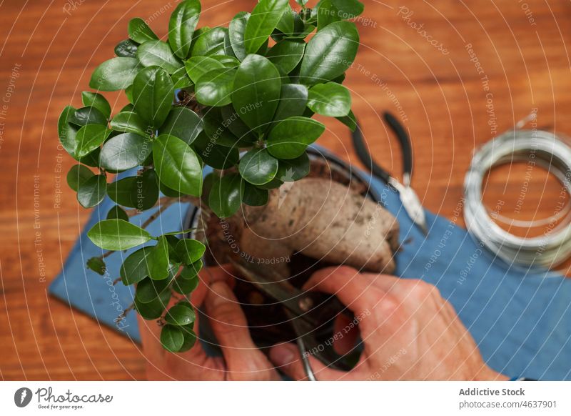 Anonymer männlicher Gärtner, der einen Bonsaibaum schneidet Mann Baum geschnitten secateur entgittern Pflege Blumenhändler Flora Arbeit Ast professionell