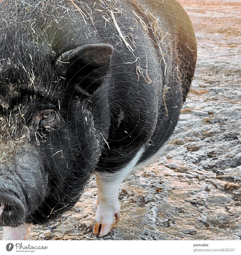 tierliebe | schwein haben Detailaufnahme Lebewesen Tierliebe Bauernhof Landwirtschaft schwarz Anschnitt dreckig Schwein Hängebauchschwein haarig Borsten