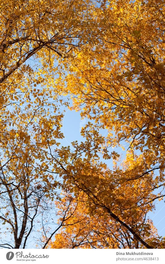 Bäume mit gelben goldenen orange Blätter Laub mit blauem Himmel aus niedrigem Winkel fotografiert. Bäume mit gelbem Laub im Herbst Wald an einem sonnigen Tag.