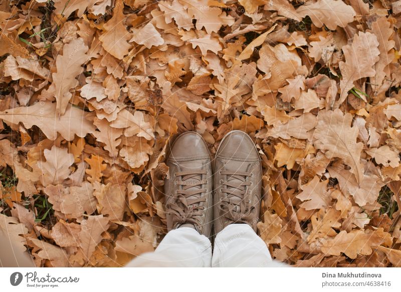 weibliche Beine im Herbst Schuhe auf Eiche beige Herbstblätter im Park. Konzeptuelles Bild von Beinen in Schuhen auf dem Herbstlaub. Füße Schuhe zu Fuß in der Natur.