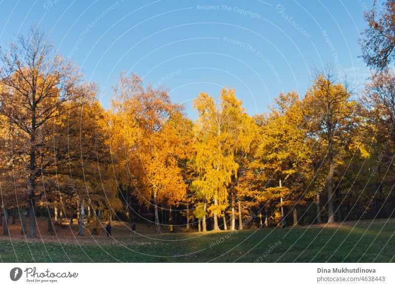 Herbstlandschaft des Waldes mit gelbem Laub auf Bäumen und klarem blauen Himmel und grünem Gras. Kopieren Sie Raum oben auf dem blauen wolkenlosen Himmel an einem sonnigen Tag.