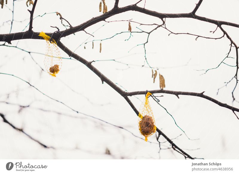 Vogelfutter hängt am Ast Kerne Samenmischung füttern Menschenleer Tag Farbfoto Garten Wald Körner Futter Natur Außenaufnahme Herbst Winter Äste Baum