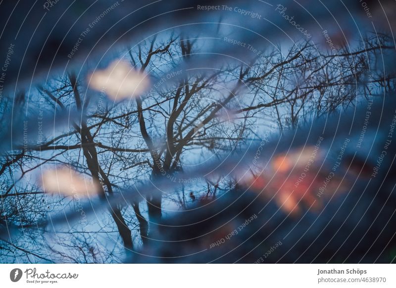 Reflexion in einer Pfütze von einem kahlem Baum im Winter Reflexion & Spiegelung Herbst Laub dunkel blau Spiegelung im Wasser Reflektion Äste Fahrrinne draußen
