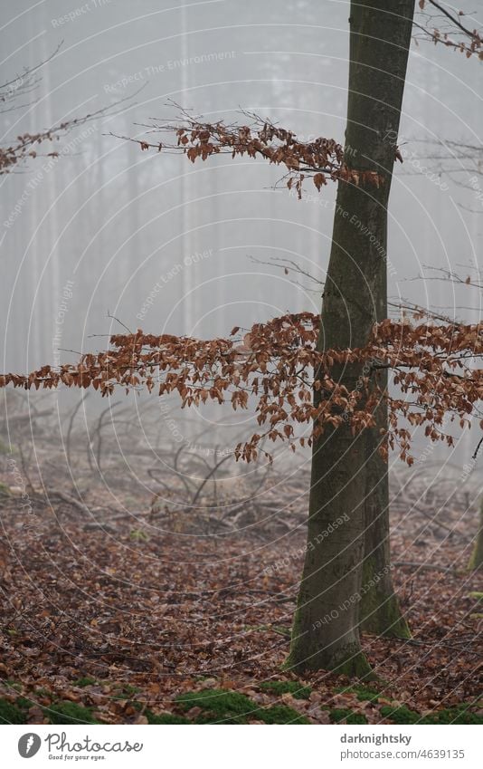 Hochformates Farbfoto im Wald mit einer Buche (Fachs) und deren Laub an einem einzelnen Ast zur winterlichen Jahreszeit und bei Nebel Buchenwald Landschaft