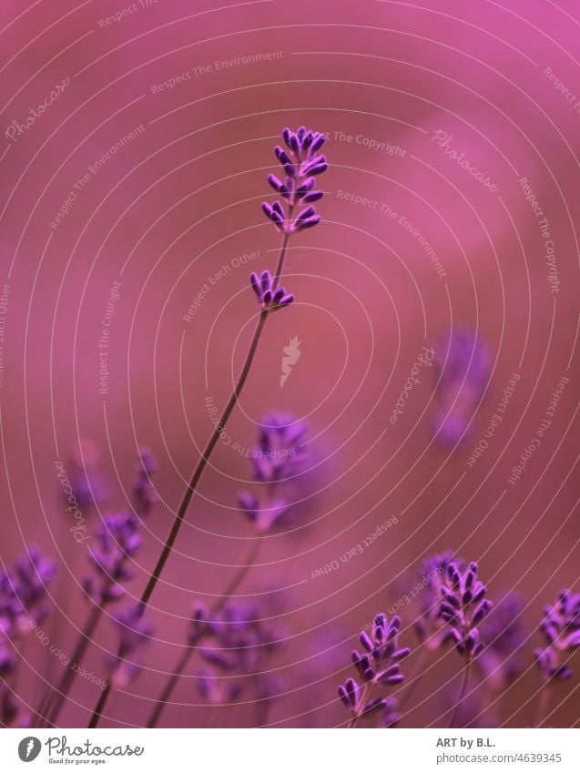 colored magic lavendel magie garten pflanze blume duft zart minimalistisch verträumt dream edel filigran