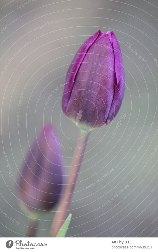 Frühlingszeit blumen tulpe tulpen inspiration duft lila frühling frühlingszeit lenz garten ede . minimal jahreszeit unikat