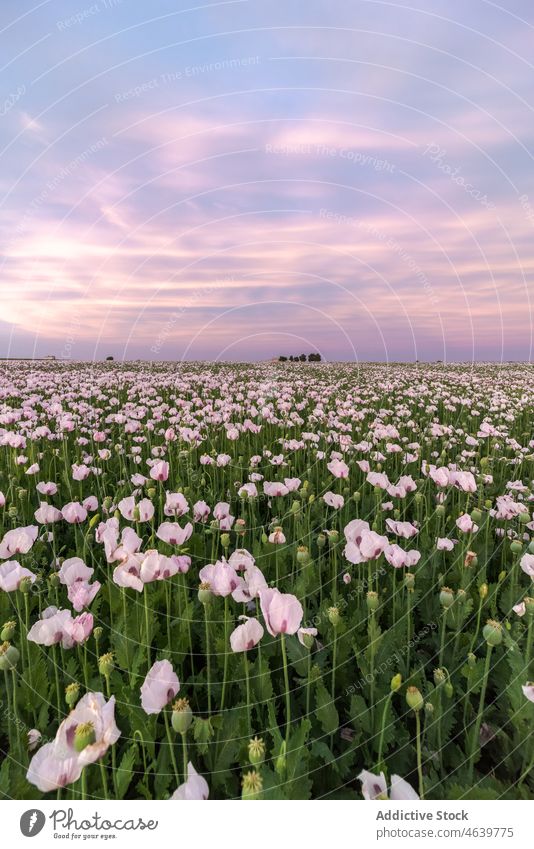 Malerischer Blick auf ein grünes Feld mit blühenden Blumen bei Sonnenaufgang Gras farbenfroh Himmel Natur Wiese hell Blüte Blütezeit lebhaft Sonnenuntergang