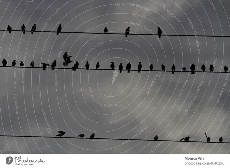 Ein Schwarm Stare hockt an einem bewölkten Tag auf einer Stromleitung grau Vögel Silhouette Hintergrundbeleuchtung wolkig Himmel Kabel Stromleitungen Natur drei