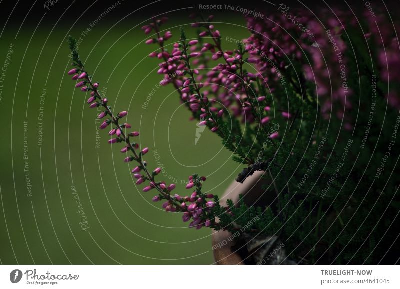 Kleine rosa violette Blüten der calluna vulgaris Knospenheide Heidekraut im Topf bei Dämmerung vor matt grünem Hintergrund Erika Topfpflanze Terracotta