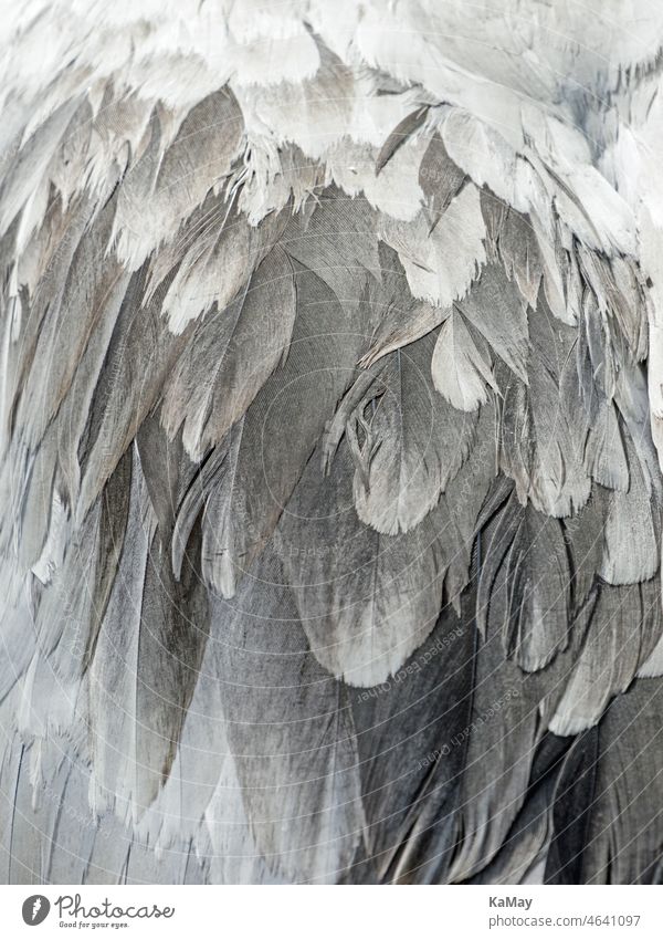 Nahaufnahme des Federkleid eines Kranichs Federn Gefieder Makro abstrakt Hintergrund monochrom backgrounds Muster filigran Textur gemustert schwarzweiß Vogel