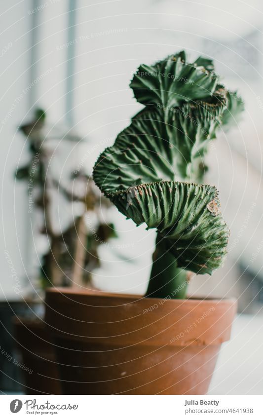 Spiralförmiger Kaktus im Schaufenster eines Cafés Zimmerpflanze Sukkulente Varieté grün Pflanze Natur Makro wüst leicht Sonne Pflegeleichtigkeit Anfänger