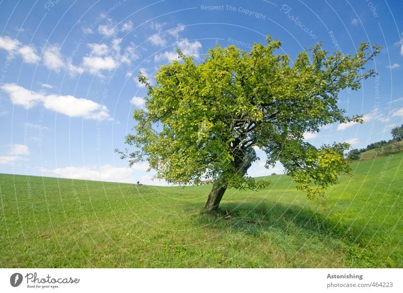 Lieblingsbaum Umwelt Natur Landschaft Pflanze Luft Himmel Wolken Horizont Sommer Wetter Schönes Wetter Wärme Baum Gras Blatt Grünpflanze Wiese Hügel stehen