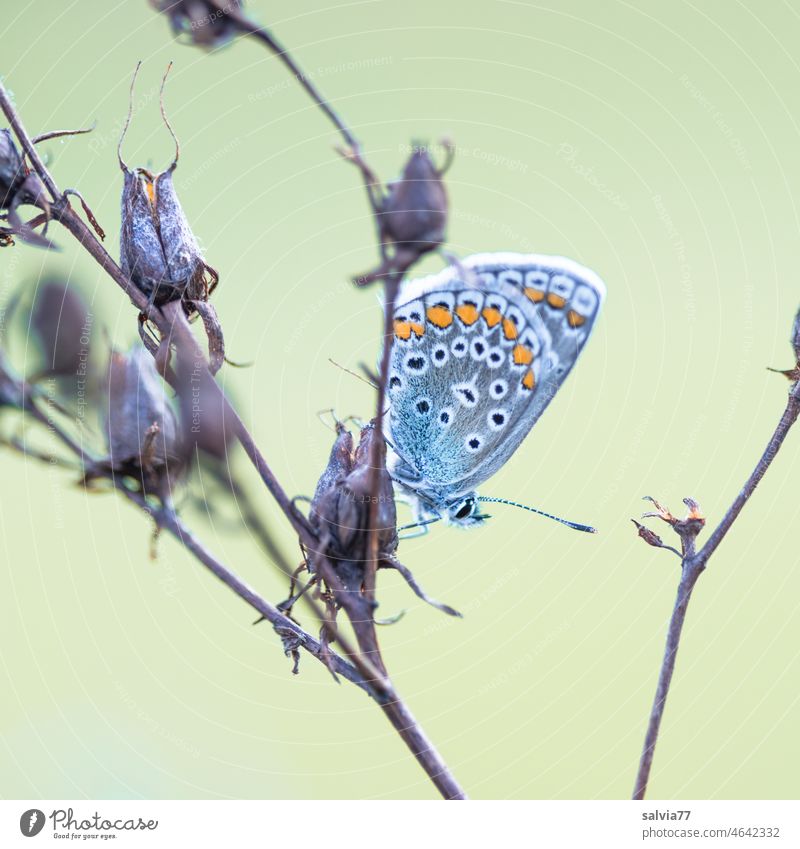 mach mal blau Schmetterling Bläuling Natur Pflanze Pause Ruhe Flügel Lepidoptera Sommer Textfreiraum oben Makroaufnahme Insekt Hintergrund neutral Tier
