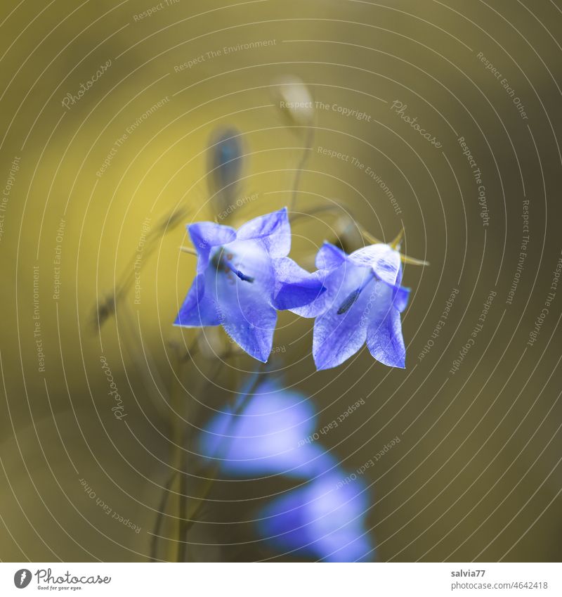 sanfte Berührung, Blütenpaar der Wiesenglockenblume mit Blick in den Blütenkelch Glockenblume blühend Blume Paar 2 Blühend blau Sommer Natur Farbfoto