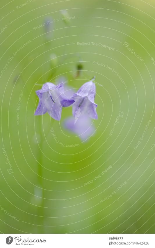 zarte Glockenblümchen Blume Glockenblume Pflanze Natur Blüte Campanula rotundifolia violett Blühend Sommer grün Schwache Tiefenschärfe filigran Pastellton