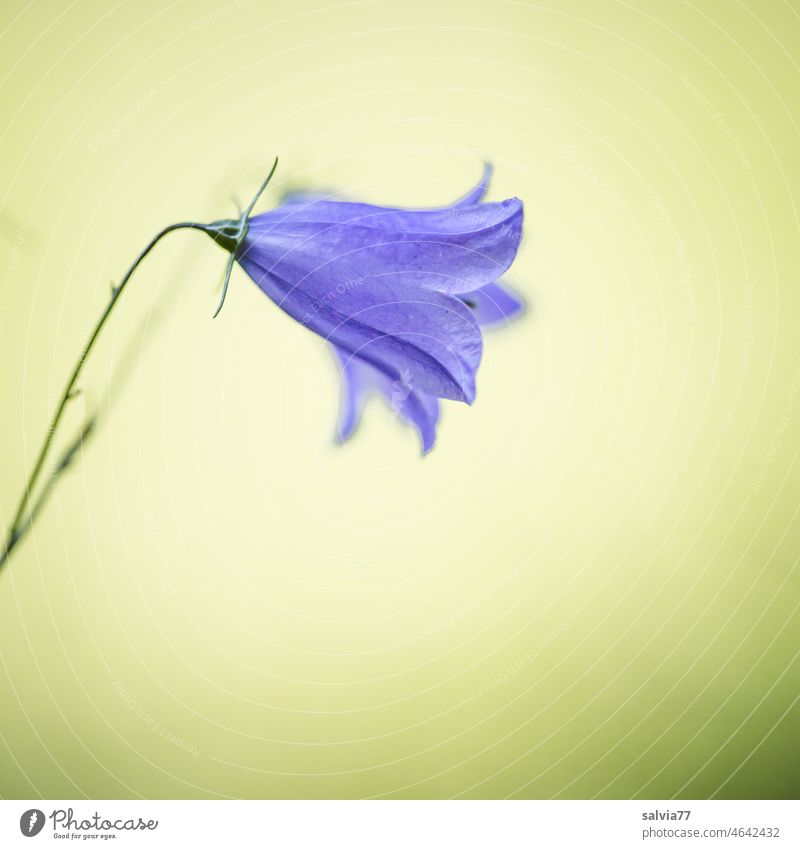 filigran | Glockenblume Blume Blüte Campanula Blühend blau gelb Hintergrund neutral zart Feinschmecker Schwache Tiefenschärfe Makroaufnahme Natur Pflanze zwei