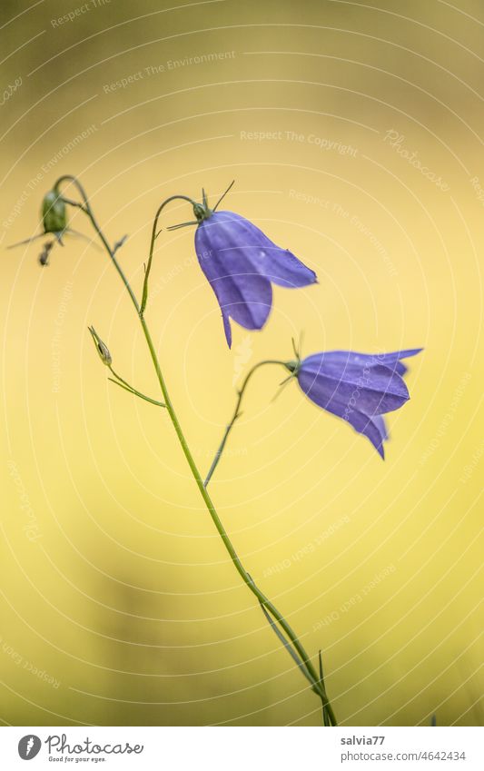 zwei Glockenblumenblüten, filigran und zart Blume Blüte Campanula Blühend blau gelb Hintergrund neutral Feinschmecker Schwache Tiefenschärfe Makroaufnahme Natur
