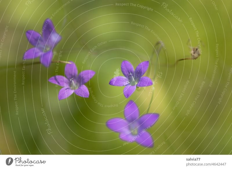 filigrane Glockenblümchen, in zartem Lila vor grünem Hintergrund Blume Glockenblume Pflanze Natur Blüte Campanula rotundifolia violett Blühend Sommer