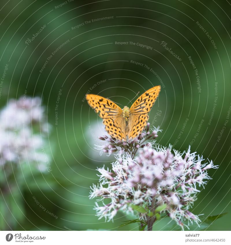 Kaisermantel nascht an einer Wasserdostblüte Schmetterling Blüte Sommer Argynnis paphia Tier Natur Textfreiraum oben Pflanze Lepidoptera Perlmutterfalter Insekt