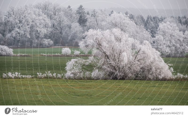 Raureifzauberlandschaft Winter Reif Frost Eis Eiskristall Schnee gefroren kalt weiß Pflanze Landschaft Sträucher Bäume wiesen grün und braun Kontrast