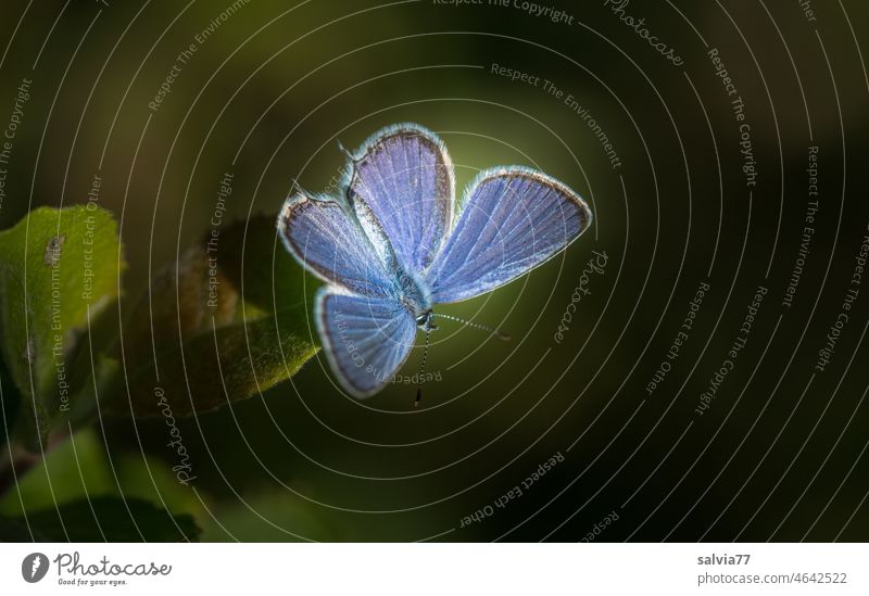 in leuchtendem Blau und weit geöffneten Flügeln sitzt der kleine Bläuling auf einem Blatt und genießt die Sonnenwärme blau Schmetterling grüner Hintergrund